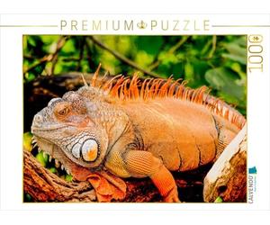 CALVENDO Puzzle Leguan 1000 Teile Puzzle quer 1000 Pieces 64 x 48 cm from Conny Krakowski