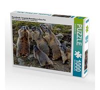 CALVENDO Puzzle Les coquins. Marmottes enjouées à SAAS Fee 1000 Pieces 64 x 48 cm from Susan Michel