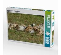 CALVENDO Puzzle Les guépards Font la Sieste 1000 Pieces 64 x 48 cm from Michael Herzog