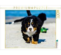 CALVENDO Puzzle Les Ours de mer à la découverte du Monde - Chiens de Montagne Bernois 1000 Pieces 64 x 48 cm from Sista-Tierfoto