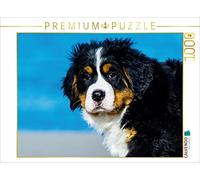 CALVENDO Puzzle Les Ours de mer à la découverte du Monde - Chiens de Montagne Bernois 1000 Pieces 64 x 48 cm from Sista-Tierfoto