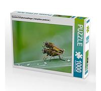CALVENDO Puzzle Les syrphes des Marais ( Helophilus pendulus ) 1000 Pieces 64 x 48 cm from Michael Schöne