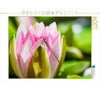 CALVENDO Puzzle Libellule Adonis précoce sur Un nénuphar. 1000 Pieces 64 x 48 cm from wiblicke