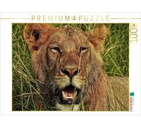 CALVENDO Puzzle Lion in the Masai Mara | 1000 pieces, finished size 25.2 × 18.9