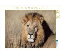 CALVENDO Puzzle Lions - Pacha 1000 Pieces 64 x 48 cm from Michael Herzog