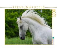 CALVENDO Puzzle Lipizzaner stallion Pluto Darina | 1000 pieces, finished size 25