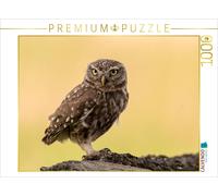 CALVENDO Puzzle Little Owl | 1000 pieces, finished size 25.2 × 18.9 in (64 × 48