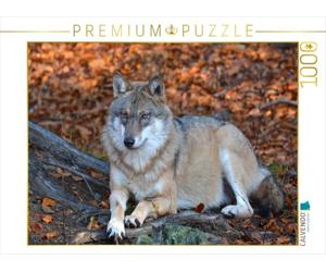 CALVENDO Puzzle Loup menteur 1000 Pieces 64 x 48 cm from GUGIGEI