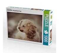 CALVENDO Puzzle Loups frisés - Caniche à l'énergie débordante 1000 Pieces 64 x 48 cm from Alexandra Hollstein