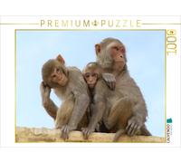 CALVENDO Puzzle Macaques in India | 1000 pieces, finished size 25.2 × 18.9 in (6