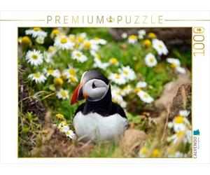 CALVENDO Puzzle Macareux au Latrabjarg 1000 pièces Paysage | 1000 pièces de Ponte 64 x 48 cm Puzzle Photo pour des Heures heureuses