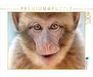 CALVENDO Puzzle Magot / Singe DE BARBARIE 1000 Pieces 64 x 48 cm from Matthias Besant