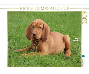 CALVENDO Puzzle Magyar Vizsla 1000 Pieces 64 x 48 cm from Barbara Mielewczyk