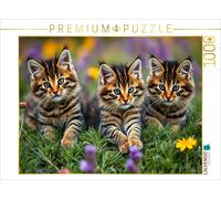 CALVENDO Puzzle Maine Coon Chaton | 1000 pièces Taille de la Pose 64 x 48 cm Puzzle Photo pour des Heures heureuses