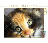 CALVENDO Puzzle Maine Coon Mix 1000 Pieces 64 x 48 cm from Jennifer Chrystal