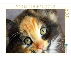 CALVENDO Puzzle Maine Coon Mix 1000 Pieces 64 x 48 cm from Jennifer Chrystal