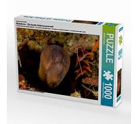 CALVENDO Puzzle Maldives - Le Monde sous-Marin coloré 1000 Pieces 64 x 48 cm from Martin Kraus