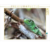 CALVENDO Puzzle Lézard des sables mâle (Lacerta agilis) 1000 Pieces 64 x 48 cm from Christine Schmutzler-Schaub
