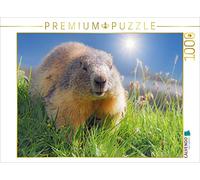 CALVENDO Puzzle Marmotte | 1000 pièces 64 x 48 cm Puzzle Photo pour des Heures heureuses