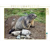 CALVENDO Puzzle Marmotte.... dans la Nature 1000 Pieces 64 x 48 cm from Susan Michel