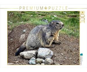CALVENDO Puzzle Marmotte.... dans la Nature 1000 Pieces 64 x 48 cm from Susan Michel