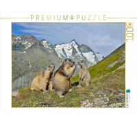 CALVENDO Puzzle Marmottes 1000 Pieces 64 x 48 cm from Alfred Trunk