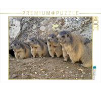 CALVENDO Puzzle Marmottes joueuses - en Chemin à SAAS Fee / Suisse 1000 Pieces 64 x 48 cm from Susan Michel
