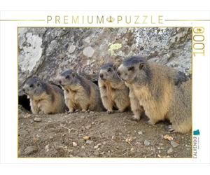 CALVENDO Puzzle Marmottes joueuses - en Chemin à SAAS Fee / Suisse 1000 Pieces 64 x 48 cm from Susan Michel
