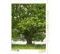CALVENDO Puzzle May: The oak is adorned with fresh greenery; early summer is app