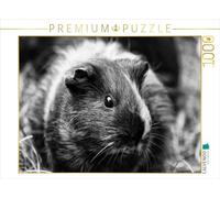 CALVENDO Puzzle Meerschweinchen Blick 1000 Teile Puzzle quer 1000 Pieces 64 x 48 cm from Kattobello