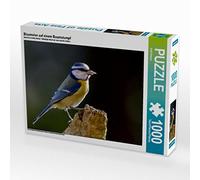 CALVENDO Puzzle Mésange Bleue sur Une souche d'arbre 1000 Pieces 64 x 48 cm from ropo13