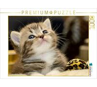 CALVENDO Puzzle Mignon Chaton British Shorthair 1000 Pieces 64 x 48 cm from Melanie Viola
