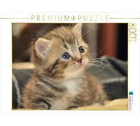 CALVENDO Puzzle Mignon Chaton British Shorthair 1000 Pieces 64 x 48 cm from Melanie Viola