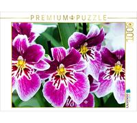 CALVENDO Puzzle Miltonia Orchideen 1000 Teile Puzzle quer 1000 Pieces 64 x 48 cm from Nina Schwarze