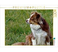 CALVENDO Puzzle Miniatur Australian Shepherd 1000 Teile Puzzle quer 1000 Pieces 64 x 48 cm from Kattobello