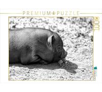 CALVENDO Puzzle Minischwein Ferkel 1000 Teile Puzzle quer 1000 Pieces 64 x 48 cm from Kattobello