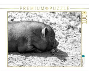 CALVENDO Puzzle Minischwein Ferkel 1000 Teile Puzzle quer 1000 Pieces 64 x 48 cm from Kattobello