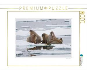 CALVENDO Puzzle Moments d'émotion : la Faune de l'Arctique. Version Britannique 1000 Pieces 64 x 48 cm from Ingo Gerlach