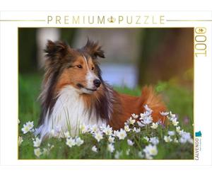 CALVENDO Puzzle Nous Aimons Les Shelties 1000 Pieces 64 x 48 cm from Marion Reiß - Seibert