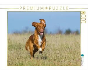 CALVENDO Puzzle Nova Scotia Duck Tolling Retriever à la Chasse 1000 Pieces 64 x 48 cm from Sista-Tierfoto