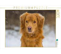 CALVENDO Puzzle Nova Scotia Duck Tolling Retriever dans la Neige 1000 Pieces 64 x 48 cm from Sista-Tierfoto