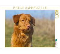 CALVENDO Puzzle Portrait d'un Duck Tolling Retriever de Nouvelle-Écosse 1000 Pieces 64 x 48 cm from Sista-Tierfoto