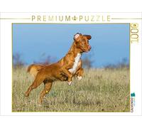 CALVENDO Puzzle Nova Scotia Duck Tolling Retriever sur Le Terrain 1000 Pieces 64 x 48 cm from Sista-Tierfoto