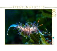 CALVENDO Puzzle Nudibranche en mer Méditerranée 1000 Pieces 64 x 48 cm from Dieter Gödecke