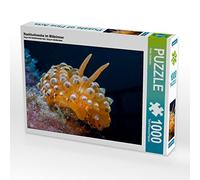 CALVENDO Puzzle Nudibranche en mer Méditerranée 1000 Pieces 64 x 48 cm from Dieter Gödecke
