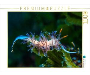 CALVENDO Puzzle Nudibranche en mer Méditerranée 1000 Pieces 64 x 48 cm from Dieter Gödecke