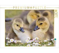 CALVENDO Puzzle Oiseaux Aquatiques - bernaches du Canada 1000 Pieces 64 x 48 cm from Fabian Junge