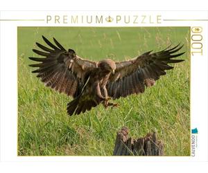 CALVENDO Puzzle Oiseaux indigènes GRIPPING Birds Aigle milanais Buzzard Busard épervier 1000 Pieces 64 x 48 cm from Arne Wünsche