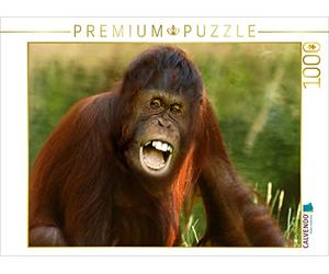 CALVENDO Puzzle Orang Utan Florida 1000 Teile Puzzle quer 1000 Pieces 64 x 48 cm from Erika Müller