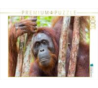 CALVENDO Puzzle Orang Utan in Kalimantan - Borneo 1000 Teile Puzzle quer 1000 Pieces 64 x 48 cm from Daniel Heiß